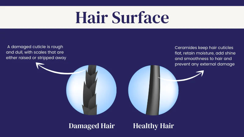 Ceramides Category Header and Banner